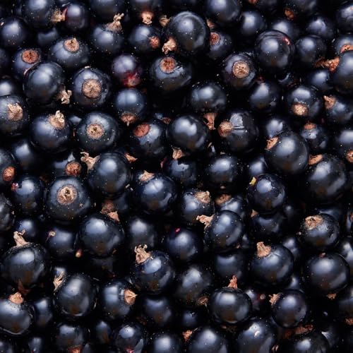 semillas de grosella espinosa, resistentes al exterior Grosella espinosa, semillas de resistentes 200pcs