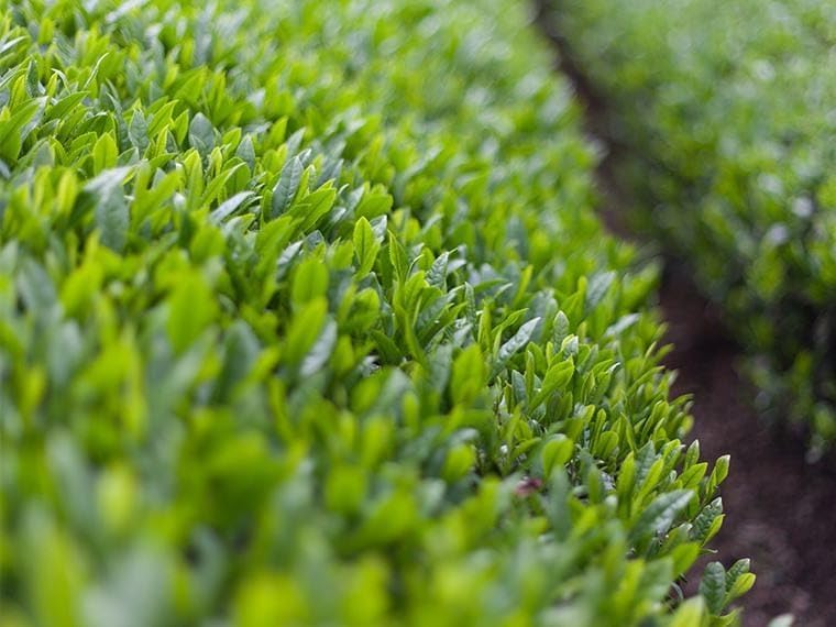 Morihan Matcha Green Tea 3 52oz 100g Ceremonial Matcha Powder — view 5