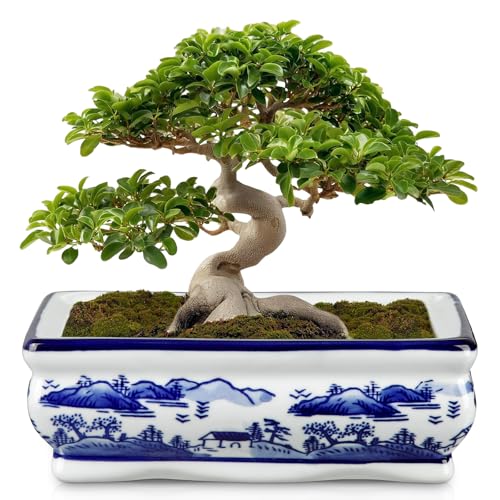 Hollyone Bonsai Topf Keramik 19cm Sukkulententöpfe mit Drainageloch Rechteckig Bonsaischale Pflanztopf für Zimmerpflanzen Dekorativ Blau Muster Blumentopf für Garten Drinnen Draußen Pflanze