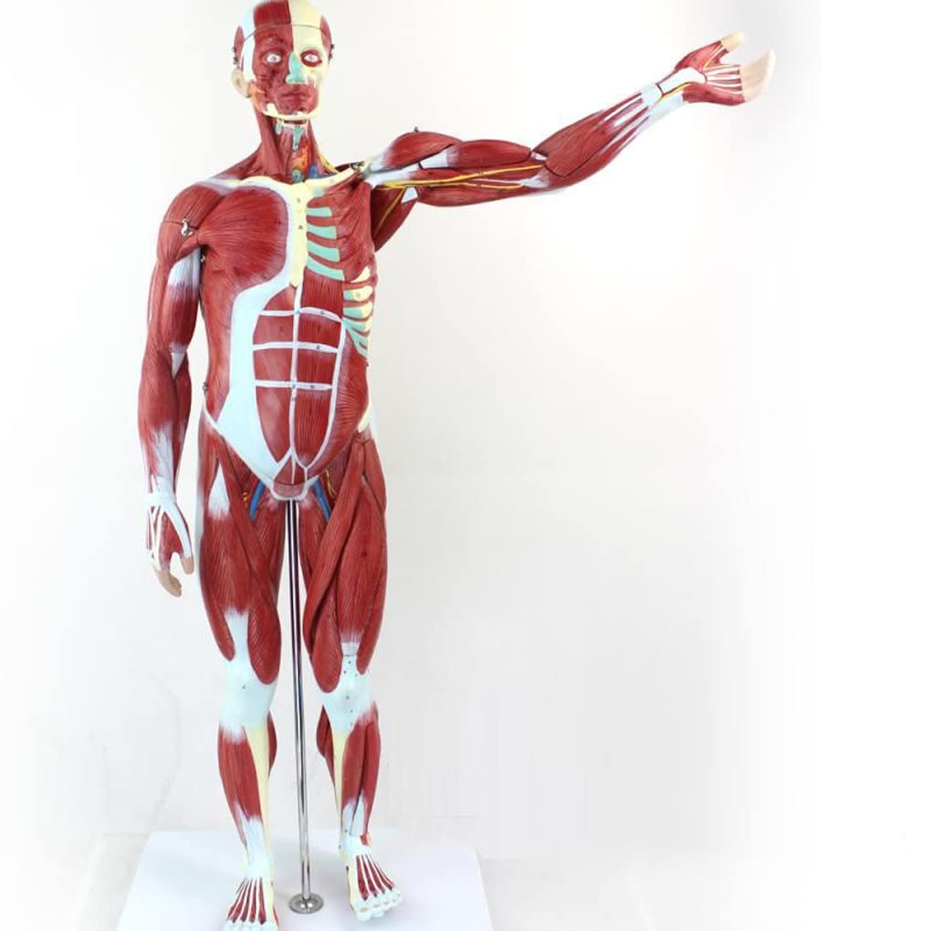 等身大 人体模型 筋肉構造 詳細 Amazon.co.jp: 等身大筋肉フィギュア 人体筋肉解剖モデル