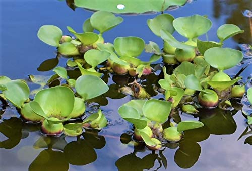 1 Live Violet Purple Water Hyacinth Floating Koi Pond Plant Water Filtering thumb #1