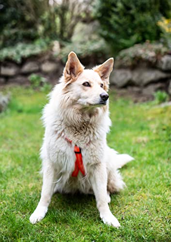 Feltmann Hundegeschirr Mantrailing/Suchgeschirr Basic - Laufgeschirr, Joggergeschirr - Super Soft, Neonorange, reflektierend, Bauchumfang 40-60 cm, 15 mm Bandbreite