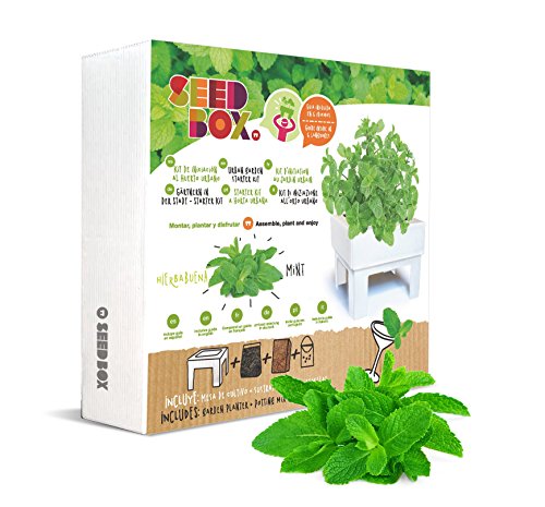 SeedBox SBCUHB-Hierba Buena: Amazon.es: Jardín