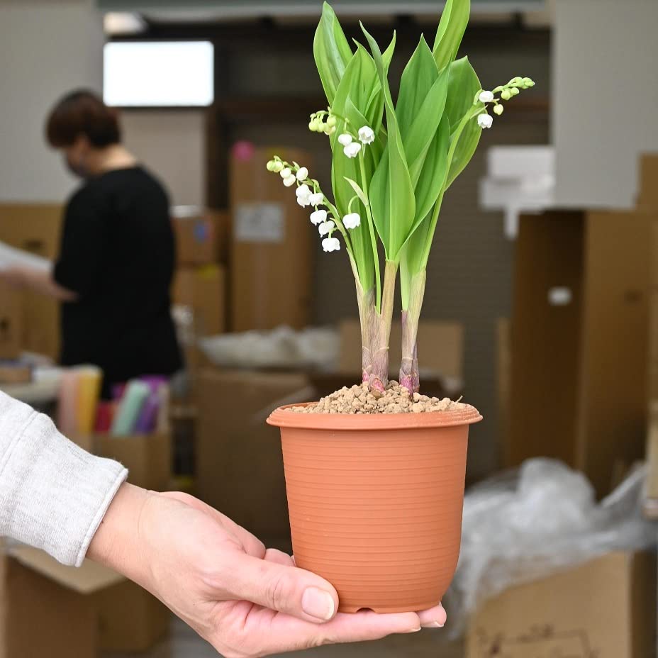 Amazon.co.jp: スズラン苗 ドイツすずらん苗 鈴蘭苗 : DIY・工具