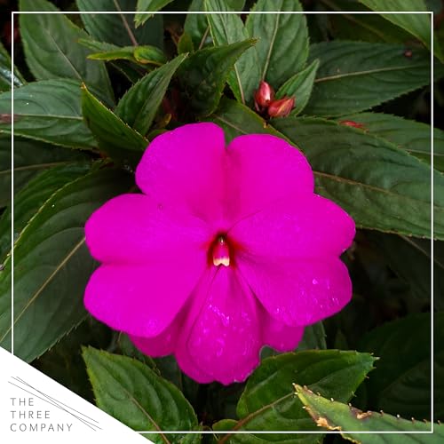 Live Flowering Sunpatiens - Purple (2 Per Pack), Beautiful Annual Summer Color, 10" Tall by 6" Wide in 1 Quart Pot