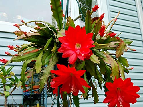 Red Epiphyllum Orchid Cactus Cutting, Succulents Plant Live, No Root, 7 Inches To 10 Inches Tall #TOP22