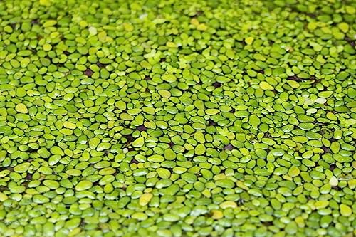 Aquatic Discounts 1000+ Live Duckweed &ndash; Vibrant Green Floating Plants for Aquariums, Ponds...
