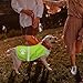 Warnweste für Hunde, Abeillo Pet Hunde Warnwesten, Hund Sicherheit Reflektierende Weste, Verstellbar Hundejacke für Outdoor Aktivitäten Spaziergänge im Dunkeln (Helle Grün)