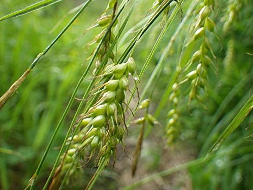 Semillas de trigo de invierno de 5 libras, semillas de parcela de alimentos, pavo, ciervo, semillas de jardín