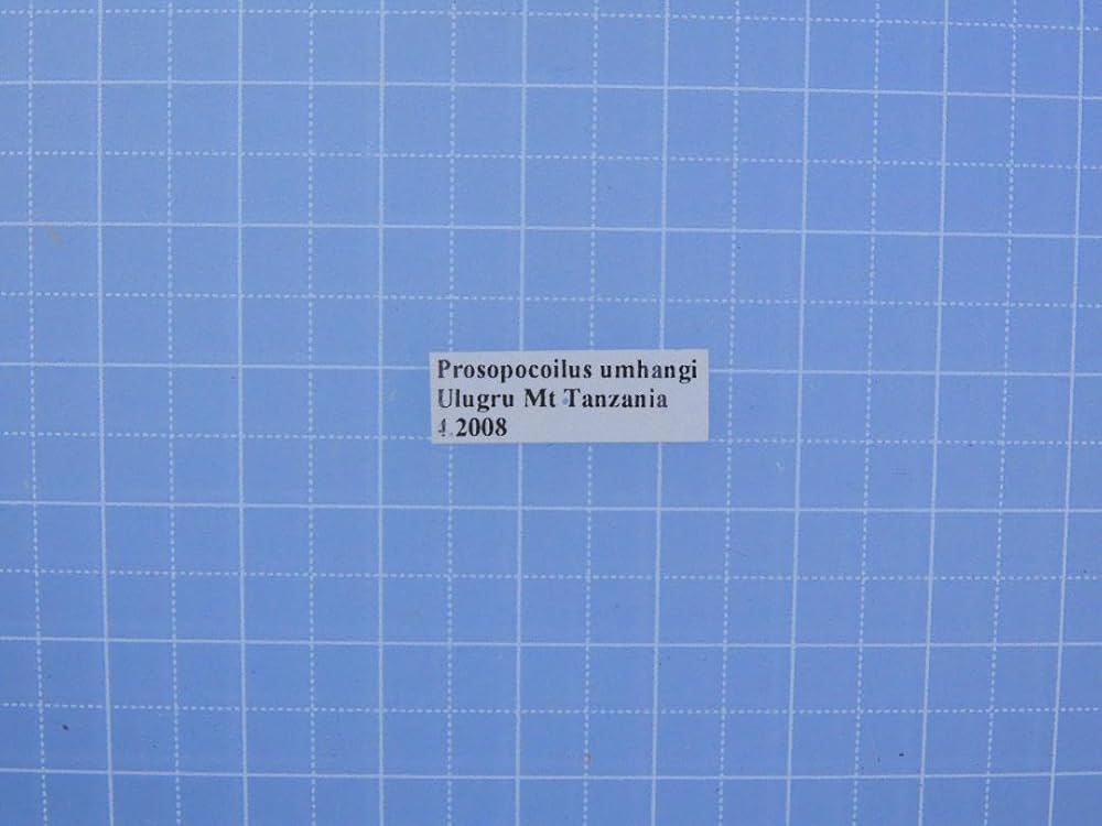 タンザニア産　ウムハンノコギリクワガタ　63mm 31mm タンザニア産 ウムハンノコギリクワガタ 63mm 31mm <0829z昆虫