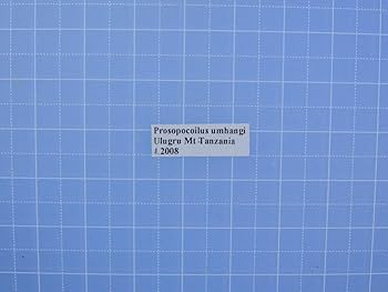 Amazon.co.jp: タンザニア産 ウムハンノコギリクワガタ 63mm