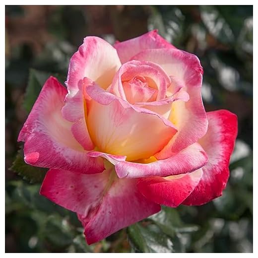Enchanted Peace™ Hybrid Tea Rose Plant