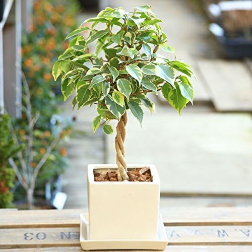 プライスダウン30 Off おしゃれ 観葉植物 編み込みベンジャミン ロキシーボウル鉢植え 受皿付 バークチップ ランキング受賞 Southerncollegeofhealthsciences Com