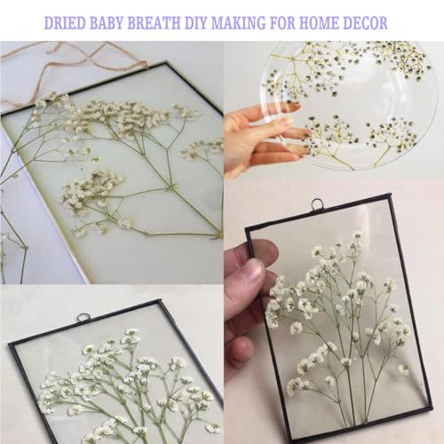 Flores Secas Presionadas White Babys Breath 130 Piezas miniatura 4