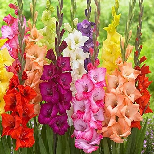 Spring Flower Bulbs Gladiolus Pack Of 10 Bulbs Fresh And Healthy Bulbs (Mix) 100% Germination By LIVE GREEN