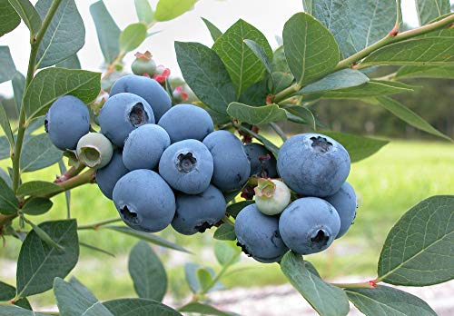 Blueberry Plants - Bare Root - BLUEGOLD - Excellent for Backyard Growing