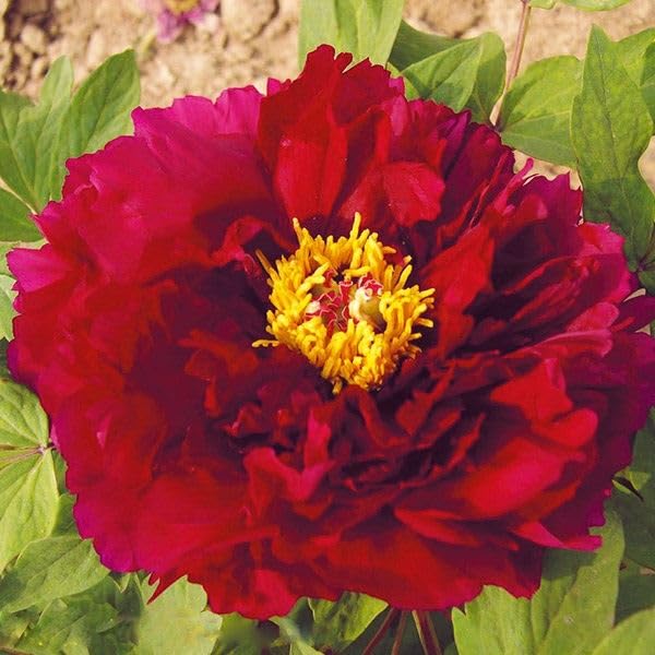 Amazon.co.jp: 牡丹 苗 苗木 墨潤絶倫 1株 / ぼたん ボタン 牡丹の苗木