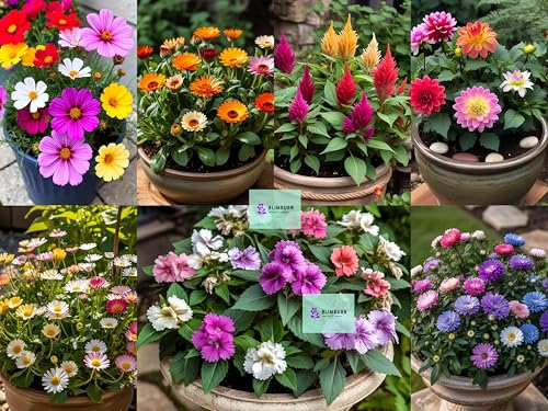 Image of BlimBurn 1100+ Pcs - -July - August Sowing Hybrid Flower Seeds Combo - 20-in-1 Pack for Vibrant Summer Flowers