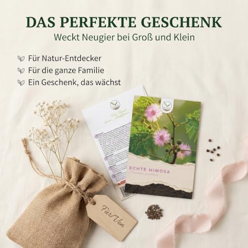 Echte Mimose Samen (Mimosa Pudica) mit hoher Keimrate - Pflanzen Samen für vielblütige & bewegungsfrohe Mimosen