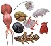 Kitan Club Deep Sea Creatures Collectible Figure Mystery Gashapon Capsule Toy (Version 2) - 1 Random Piece