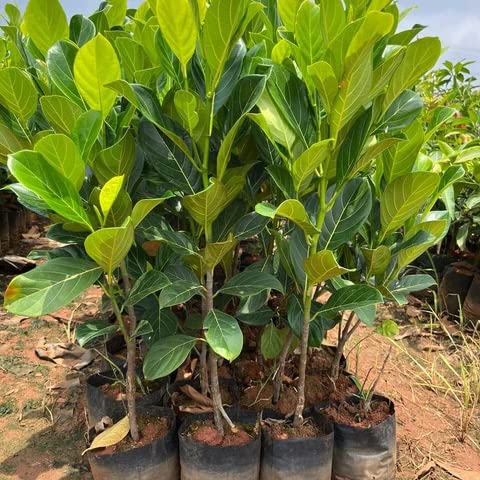 LECOBRIT vietnam super early jackfruit plant hybrid 1 in Grow Bag VERIFIED QUALITY GREEN VISION NURSERY (B0CBK26C4T) Amazon Price History, Amazon Price Tracker