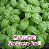 7: Seme reale, 10 pezzi/lotto basilico, semi di ocimum basillicum, cortile balcone con fiori in vaso giardino di casa