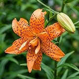 Bulbos de lirio Flore Pleno (10 piezas),no artificiales)