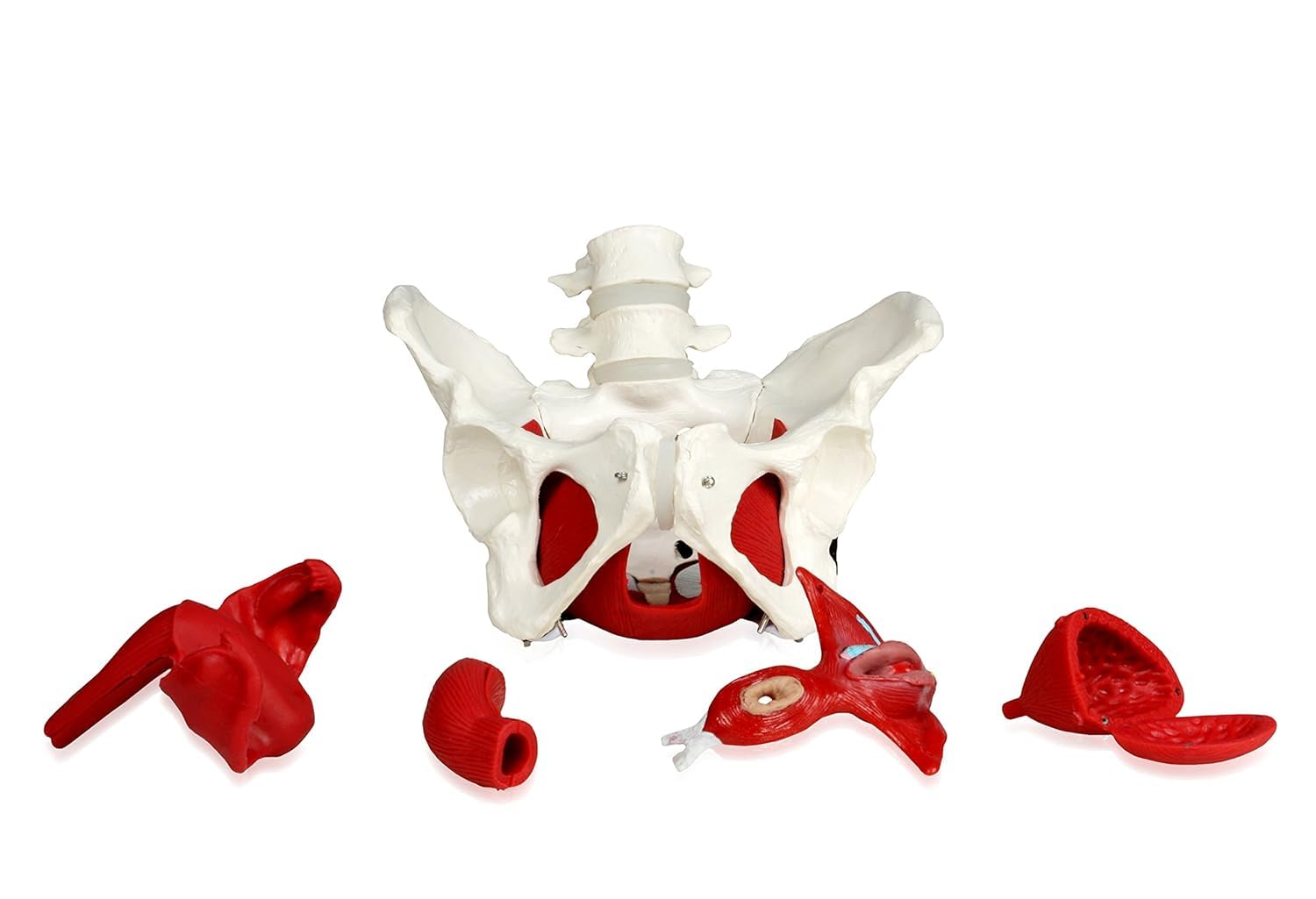 YNIYUJKL Life Size Female Pelvis With Organs Lumbar Spine Model Pelvic Floor Muscles And Reproductive Organs Removable Organs Uterus Colon And Bladder Ligaments Muscles