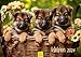 Produktbild Edition Seidel Premium Kalender Welpen 2024 DIN A3 Wandkalender Hundekalender Hunde Hund Welpe Hunderasse Haustier
