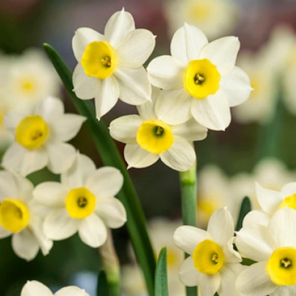 6 x Dwarf Daffodil Lieke Spring Flowering Bulbs Mini & Scented