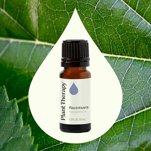 Aceite Esencial Ravintsara Plant Therapy 10 mL miniatura 3