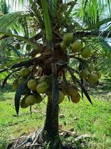 Baishnab Macapuno Coconut Tree