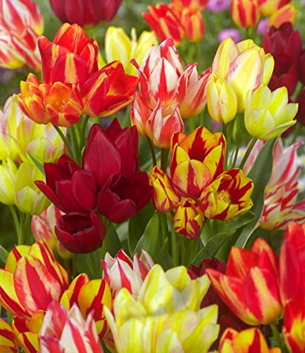 CSL Sunrise Garten Tulpenzwiebeln Festival Mix, 100 Zwiebeln, Tulipa, Blumenzwiebeln, pflegeleicht