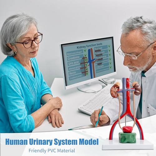 Image of Male Urinary System Anatomy Model, Human Life Size Removable Bladder Kidneys Ureters and Adrenal Glands with Product Manual Card and PVC Base Labeled Numbered for Medical Education Study