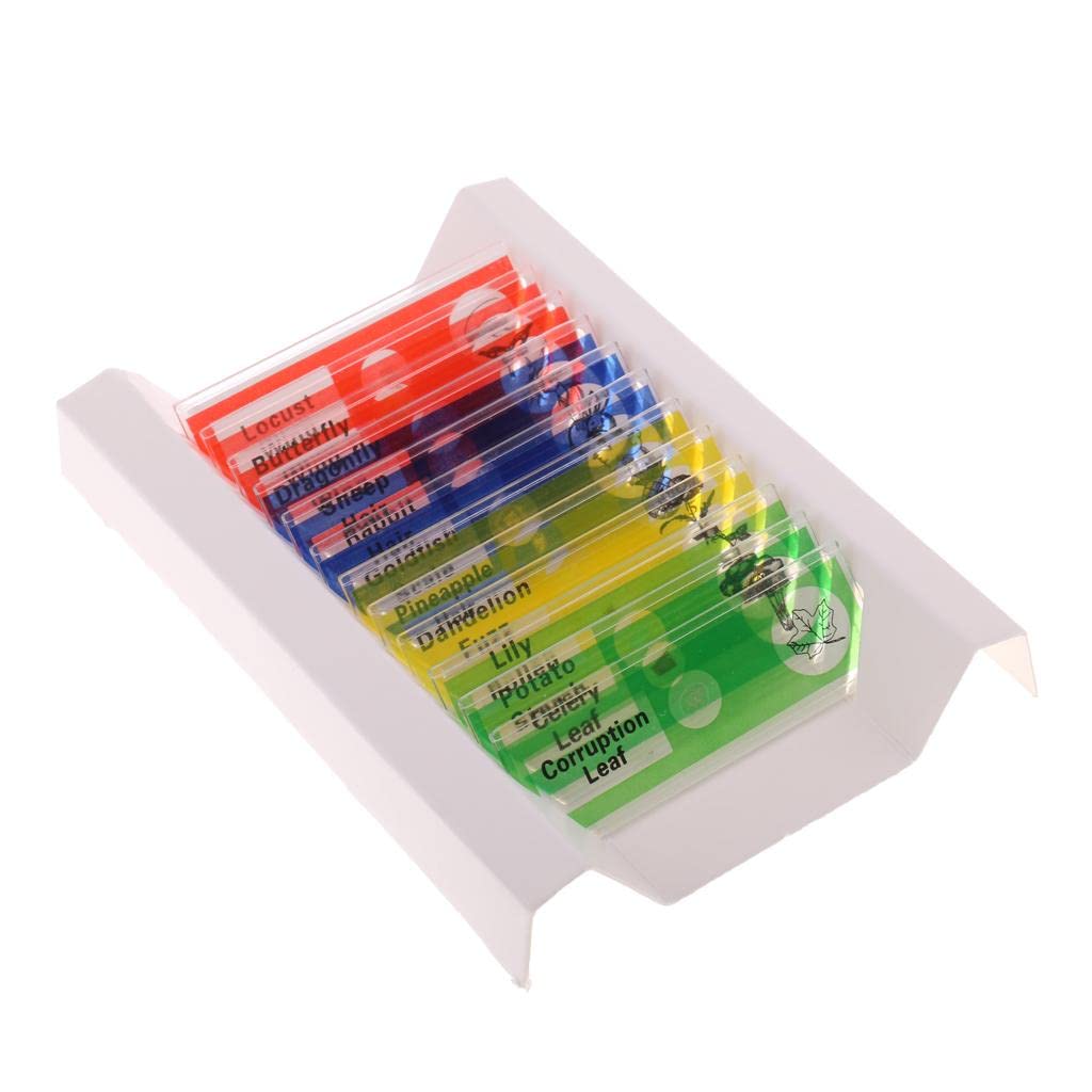 12Pcs Prepared Microscope Slides Biological Specimen with 1 Box for Children Kids School Students Enlighten Education|12 Pieces Prepared Microscope Slides||Toys & Hobbies-image-49