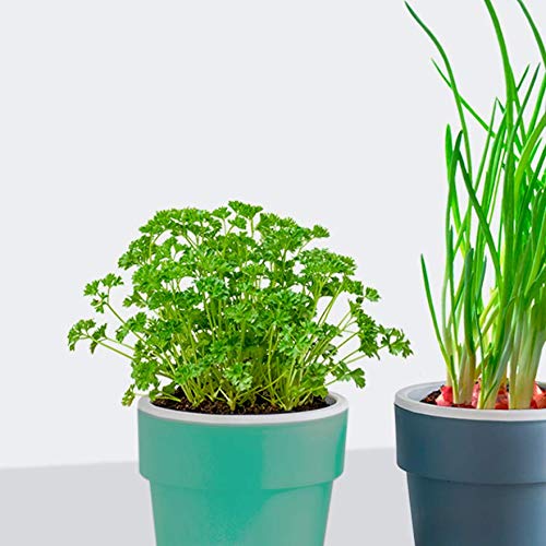 Vaso p/Plantas Autoirrigável Jardim Tamanho Grande 16x16