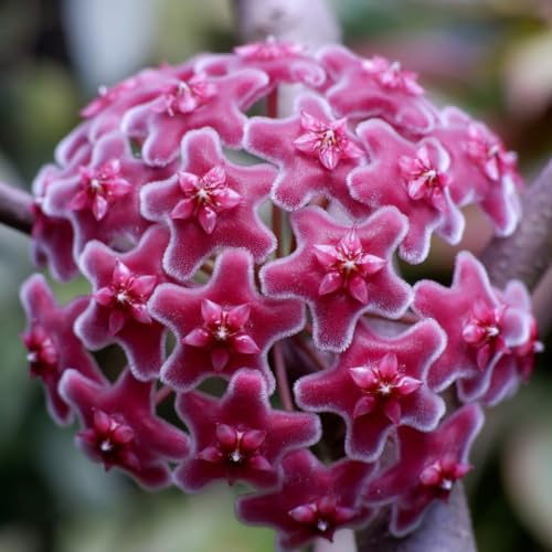 Image of Florona Rare Hoya Carnosa 'Red ' 1 Live Plant on Pot | Indoor Plants For Home | Flower Plant | Live Plants Indoor | Air Purifying Plant | Live Plant With Pot For Home Garden