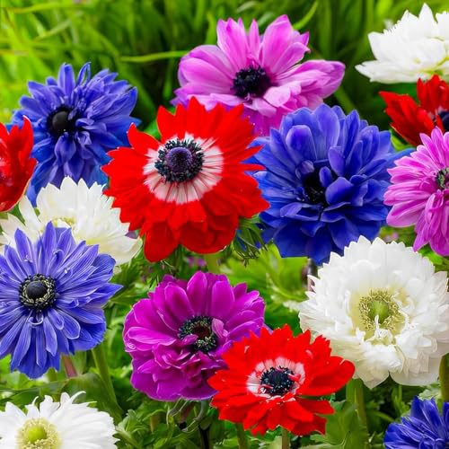 Anemonen Zwiebeln St. Brigid Mischung (50 Anemone Knollen Mix im Verpackung) Mehrjährig und winterharte Blumenzwiebeln für Töpfe, Balkone und Garten (starke pflanze, kein Samen en nicht künstlich)