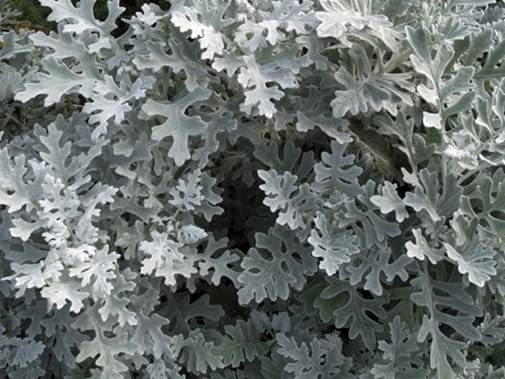 seeds Senecio Cineraria Silver Dust 250 Seeds