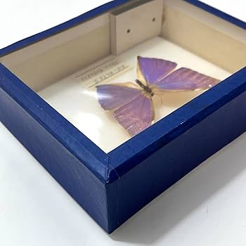 Amazon.co.jp: お5 モルフォ蝶 標本 エガーモルフォ ブラジル