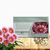 Outsidepride Kiss Rose Gazania Seeds for Planting – 25 Pcs Perennial, Low-Maintenance, Drought-Tolerant Ground Cover Seeds for Vibrant Summer & Fall Flowers, Great for Outdoor Gardens
