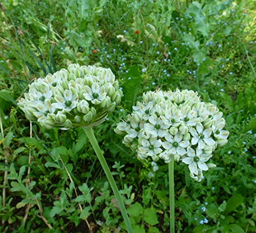Blumenzwiebeln Alliumzwiebeln Allium nigrum (multibulbosum) Schwarzer Lauch (250 Zwiebeln)