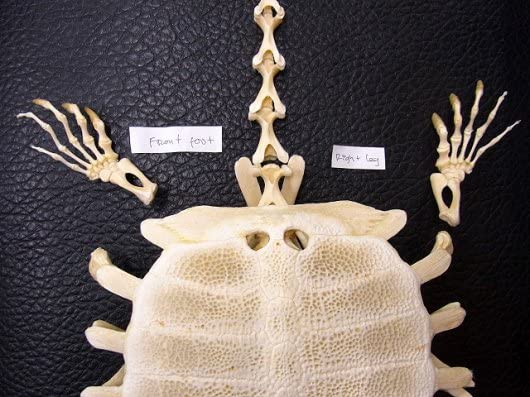 特大！インドシナオオスッポン 全身骨格標本