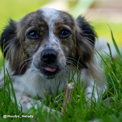 Sammy´s Zahnstengel | Kauriegel Snack für Hunde | Zur aktiven Unterstützung der Zahnpflege |ohne Zuckerzusatz| Natürlich| Fettarm|