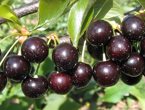3 Black Cherry Tree Live Plants 12 Ft Tall (Prunus serotina) Fast Growing Native Fruit Tree Edible Cherry Wildlife Habitat & Backyard OrchS Plants