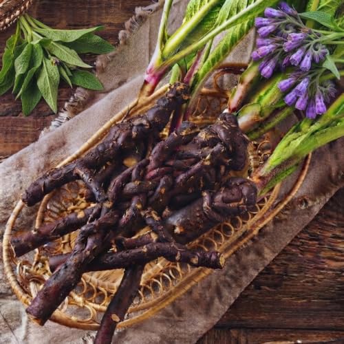 10 Comfrey Plants Live Roots, Bocking 14 Comfrey Roots for Planting, Hardy Perennial Plant Cuttings for Herb Garden