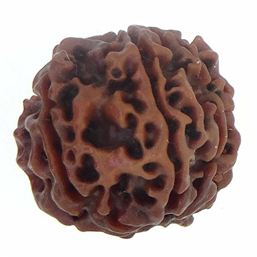 Image of Arihant Gems & Jewels 8 Mukhi Faced Rudraksha | Natural & Certified | Astrological Benefits | Positive Energy | Unisex for Men & Women (Nepali Rudraksha)