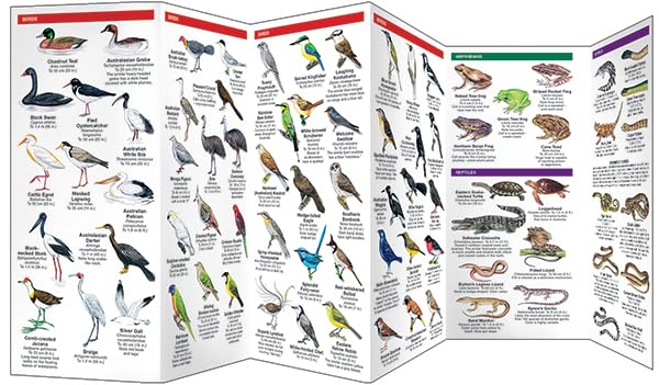 Australia Wildlife: A Folding Pocket Guide to Familiar Animals (Nature Observation International) - Image 2