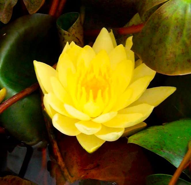 Teichpflanzen Seerosen : Nymphaea Seerose " Joey Tomocik " winterhart Pflanztiefe bis 150 cm