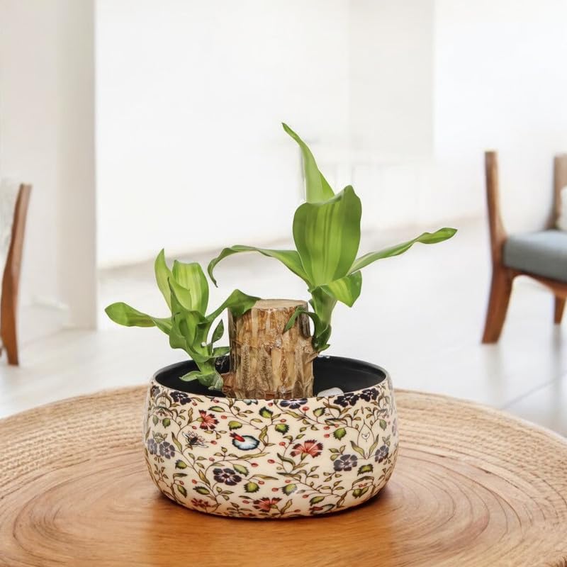 Image of Amulya FARMS Lucky Bamboo Brazil Wood Plant With Premium Floral Metal Pot - Live Indoor Plant for Home, Living Room, Office Decoration | Feng Shui Good Luck Rare Live Plant